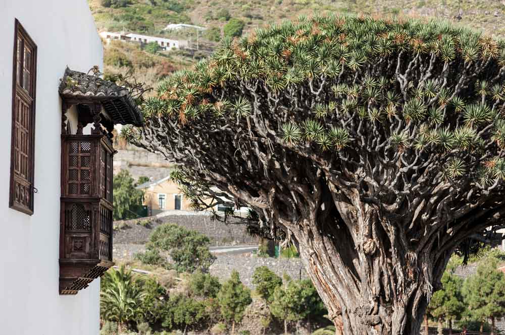 Der Drachenbaum von Icod de los Vinos, ein 18 Meter hohes und 800 Jahre altes Exemplar