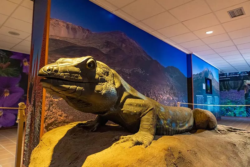 Jaszczurka „lagarto tizón” w Centrum Obsługi Zwiedzających El Portillo
