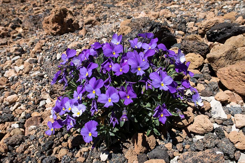 Zdjęcie fiołka Teide, endemicznego gatunku flory Parku Narodowego Teide.