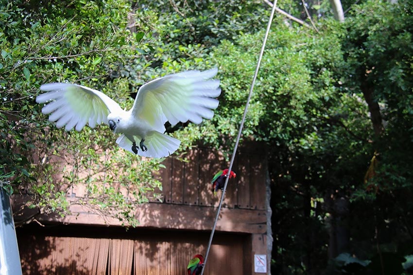 Ein Papagei fliegt in einer typischen Show des Loro Park auf Teneriffa.
