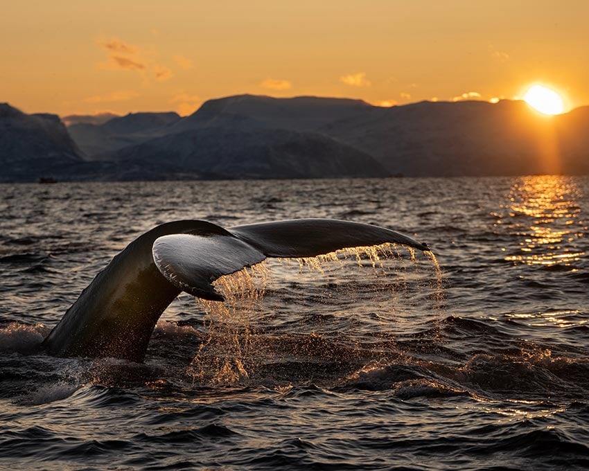 Blick auf den Schwanz eines Wals, der bei Sonnenuntergang auf Teneriffa ins Meer eintaucht.