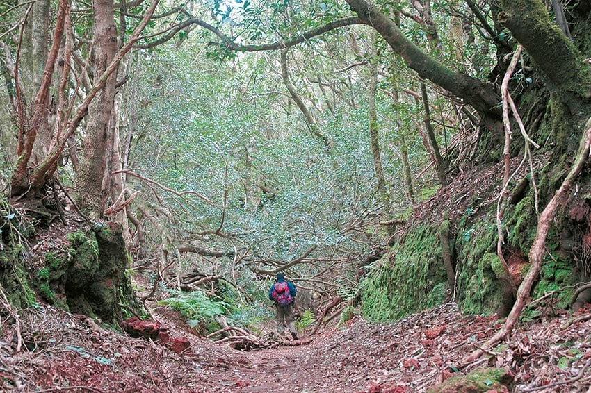 Wandelaar in een weelderig bos van het Landelijk Park van Anaga op Tenerife