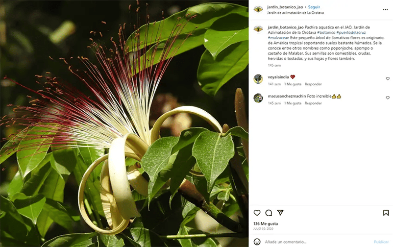 A Pachira aquatica flower in the Puerto de la Cruz Botanical Ga