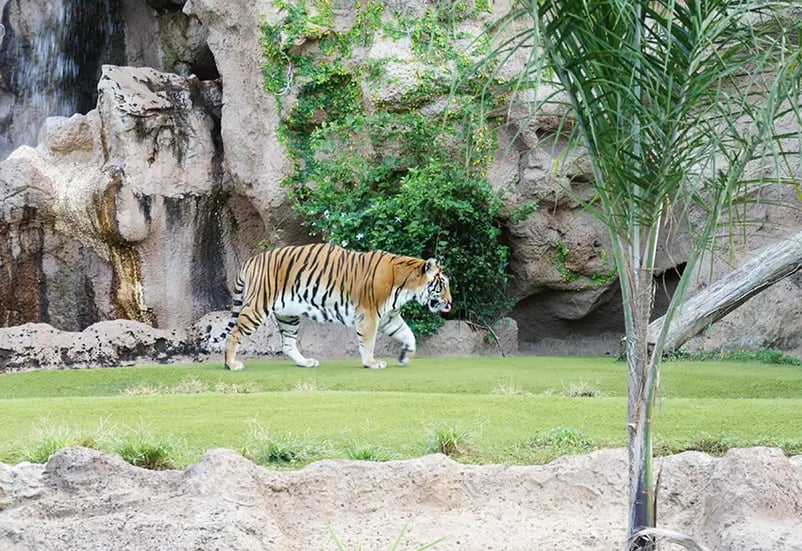 A tiger in the Loro Parque zoo