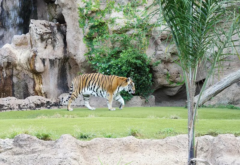 Tijger in de dierentuin Loro Parque