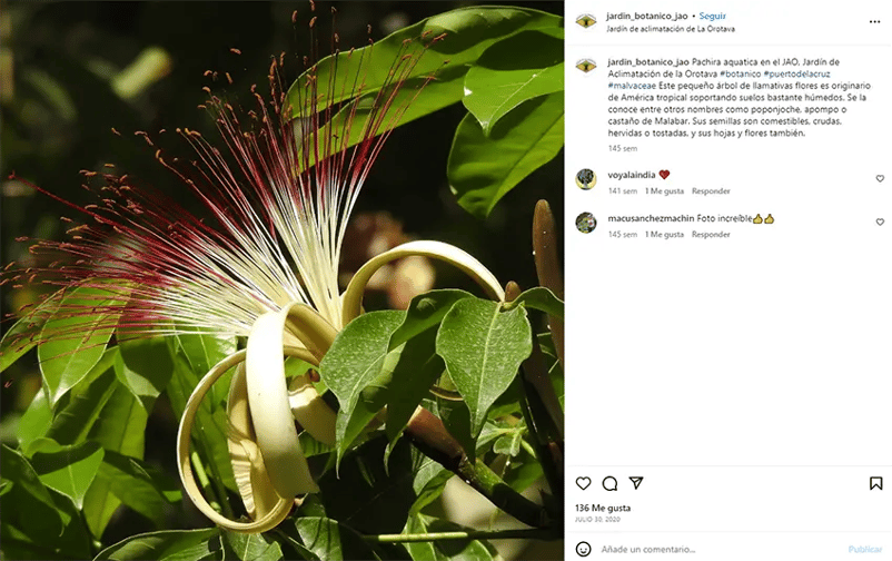 Растение Пахира акватика в Ботаническом саду Пуэрто-де-ла-Крус