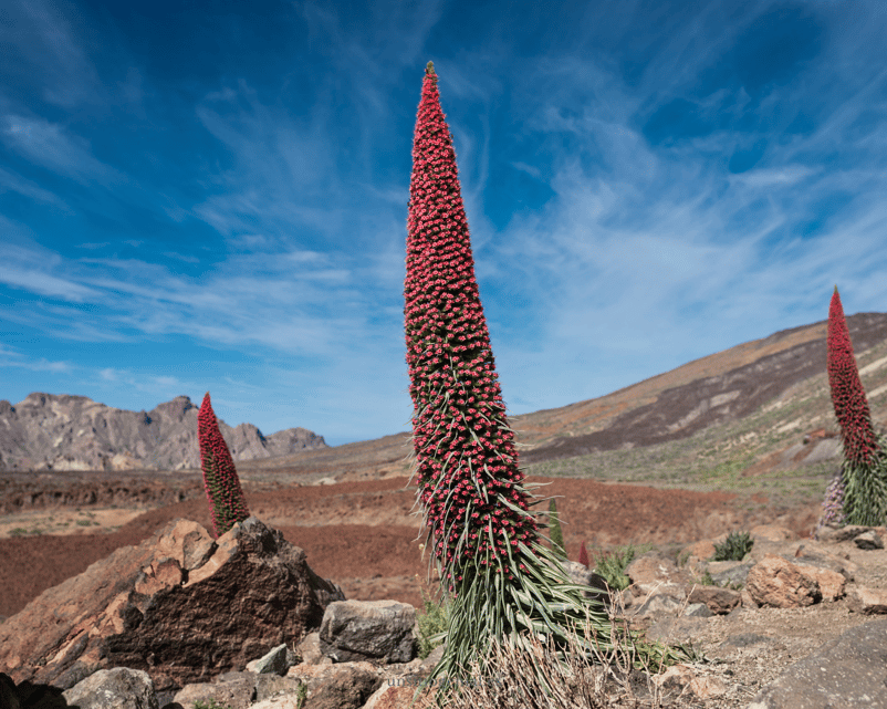 La biodiversidad del Parque Nacional del Teide lo convierte en un espacio protegido.