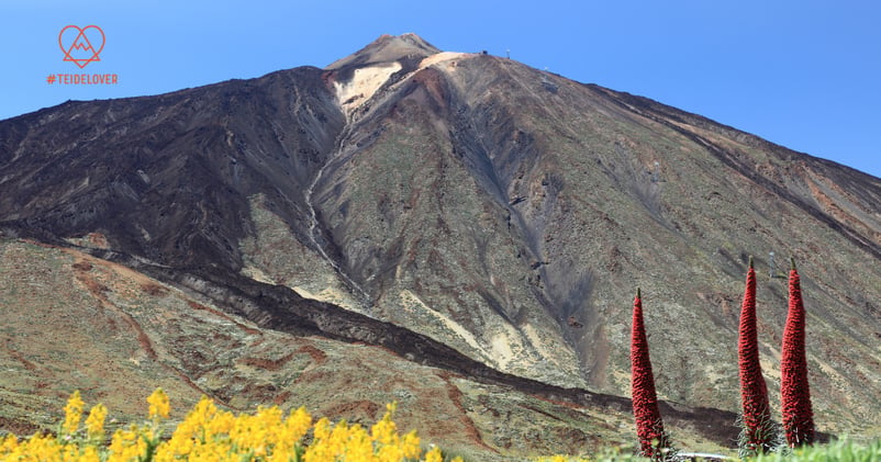 Tajinastes en flor en el Parque Nacional del Teide con el volcán de fondo.
