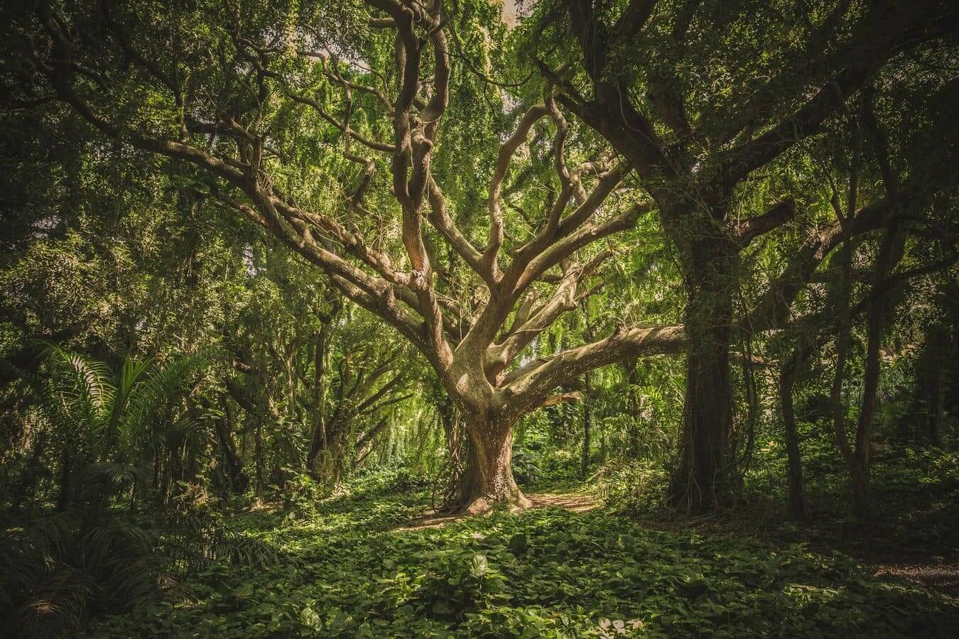 Los sonidos de la naturaleza en el bosque