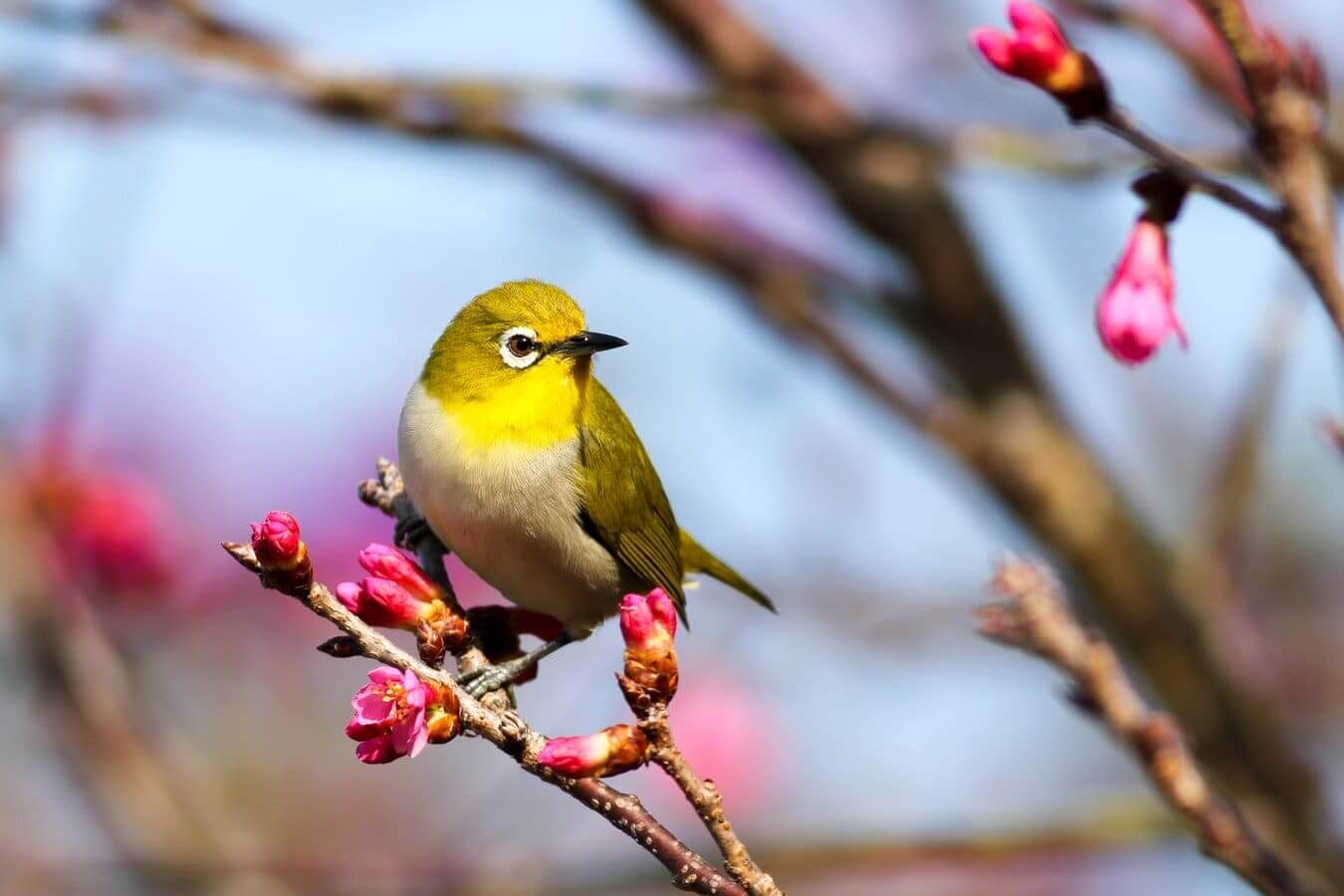 Los sonidos de la naturaleza en el canto de los pájaros