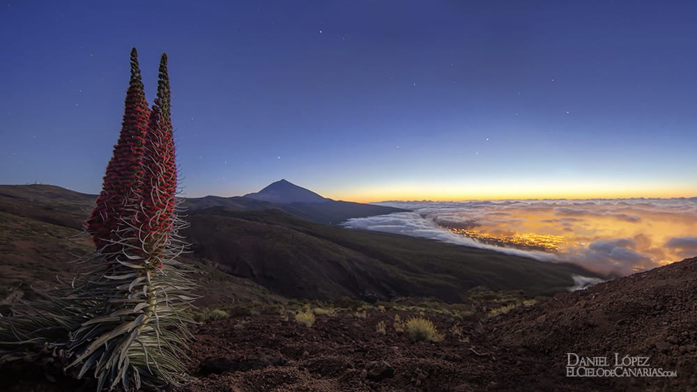 Tajinaste rojo en el Parque Nacional del Teide