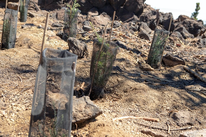 Plantas autóctonas en crecimiento en el vivero Wolfredo Wilpret de El Portillo, en el Parque Nacional del Teide