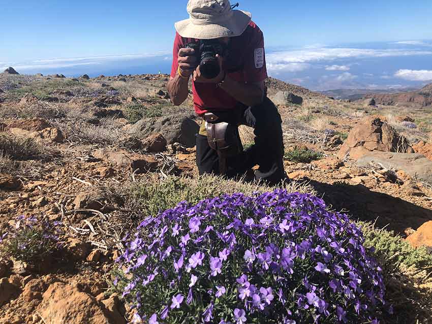 Het Guajara-viooltje: nog een plant die exclusief in het Nationale Park de Teide groeit
