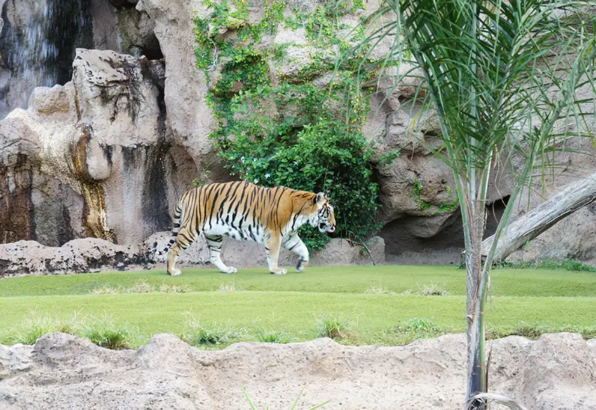 Tigre en el zoológico Loro Parque